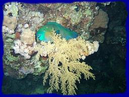 Cliquez pour agrandir l'image