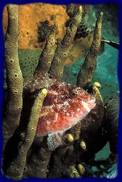 Cliquez pour agrandir l'image