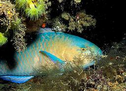 Cliquez pour agrandir l'image