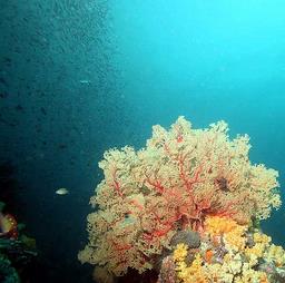 Cliquez pour agrandir l'image