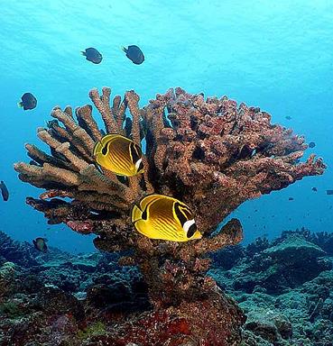 Cliquez pour agrandir l'image