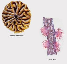 Cliquez pour agrandir l'image