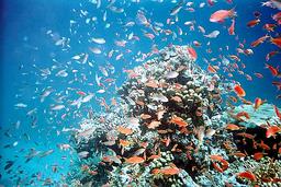 Cliquez pour agrandir l'image