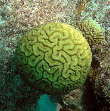 Cliquez pour agrandir l'image