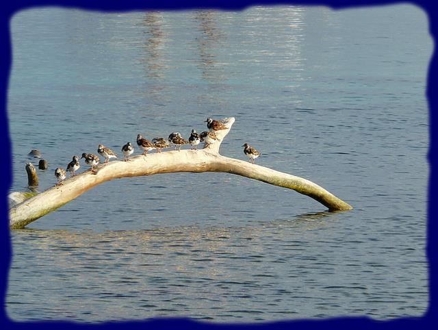 Cliquez pour agrandir l'image