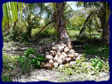 Cliquez pour agrandir l'image