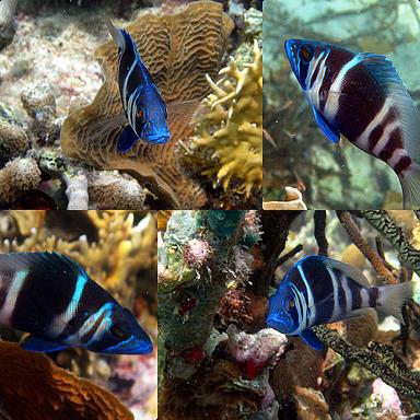 Cliquez pour agrandir l'image