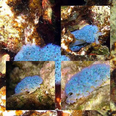 Cliquez pour agrandir l'image