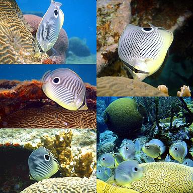 Cliquez pour agrandir l'image