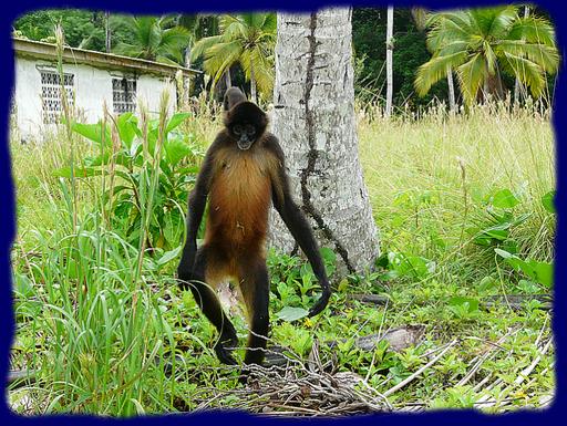 Cliquez pour agrandir l'image