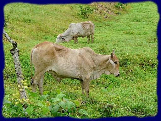 Cliquez pour agrandir l'image