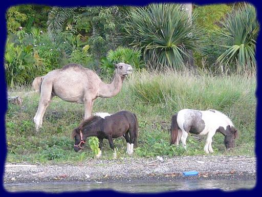 Cliquez pour agrandir l'image