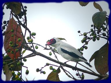 Cliquez pour agrandir l'image