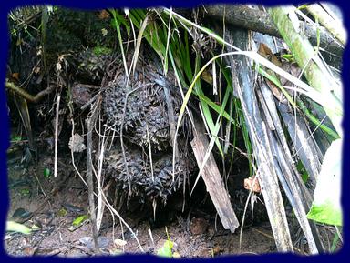 Cliquez pour agrandir l'image