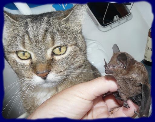 Cliquez pour agrandir l'image