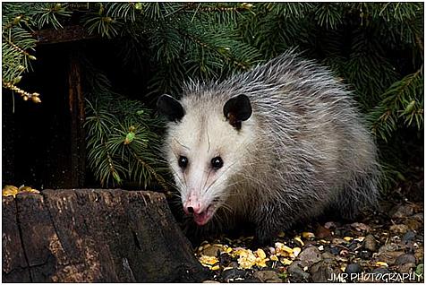 opossum