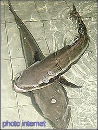cobia