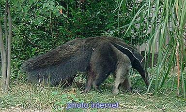 Cliquez pour agrandir l'image