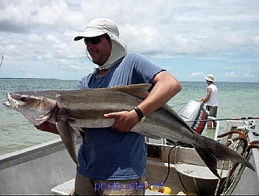 cobia