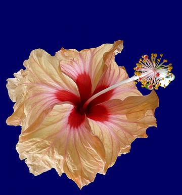 Cliquez pour agrandir l'image