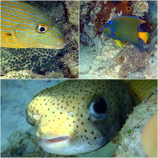 Cliquez pour agrandir l'image