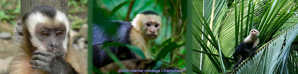 Cliquez pour agrandir l'image