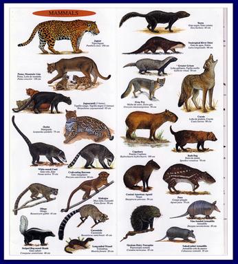 Cliquez pour agrandir l'image