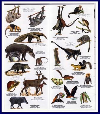 Cliquez pour agrandir l'image