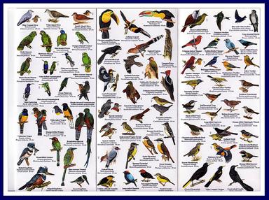 Cliquez pour agrandir l'image