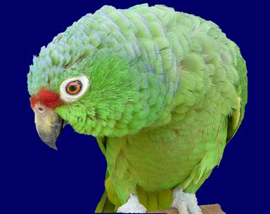 Cliquez pour agrandir l'image