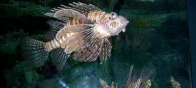 Cliquez pour agrandir l'image