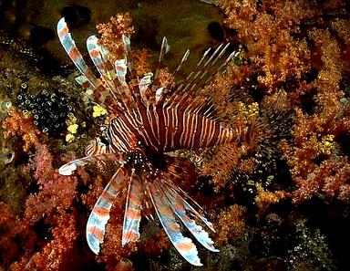 Cliquez pour agrandir l'image