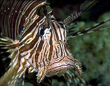 Cliquez pour agrandir l'image