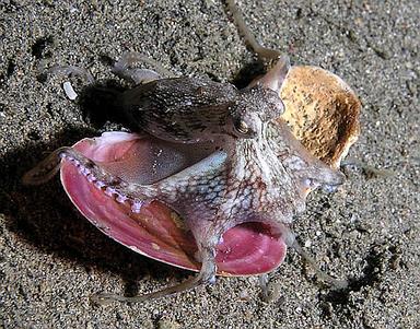 Cliquez pour agrandir l'image