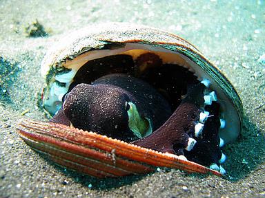 Cliquez pour agrandir l'image