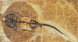 Cliquez pour agrandir l'image