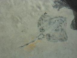 Cliquez pour agrandir l'image