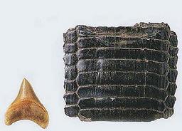 Cliquez pour agrandir l'image