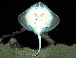 Cliquez pour agrandir l'image