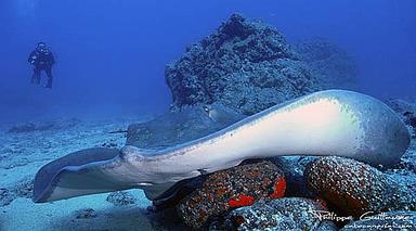 Cliquez pour agrandir l'image