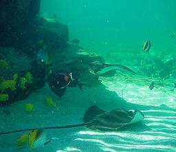 Cliquez pour agrandir l'image