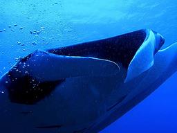 Cliquez pour agrandir l'image