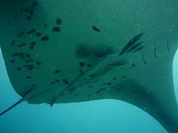 Cliquez pour agrandir l'image