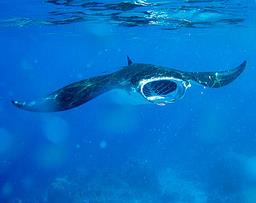 Cliquez pour agrandir l'image