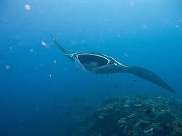 Cliquez pour agrandir l'image