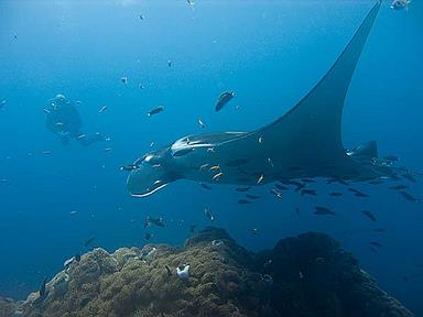 Cliquez pour agrandir l'image