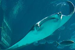 Cliquez pour agrandir l'image