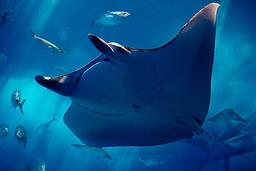 Cliquez pour agrandir l'image