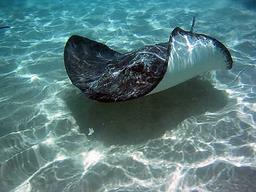 Cliquez pour agrandir l'image