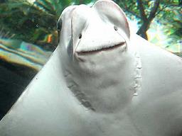 Cliquez pour agrandir l'image